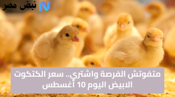سعر الكتكوت الأبيض اليوم في مصر يشهد انخفاضًا مستمرًا وعروضًا مغرية 50 كتكوت مجانًا