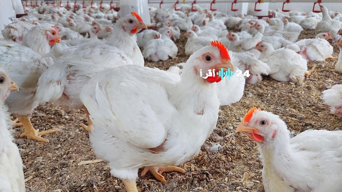«تراجع طفيف» أسعار الفراخ البيضاء تسجل 66 جنيهًا اليوم الثلاثاء 26 أغسطس 2025