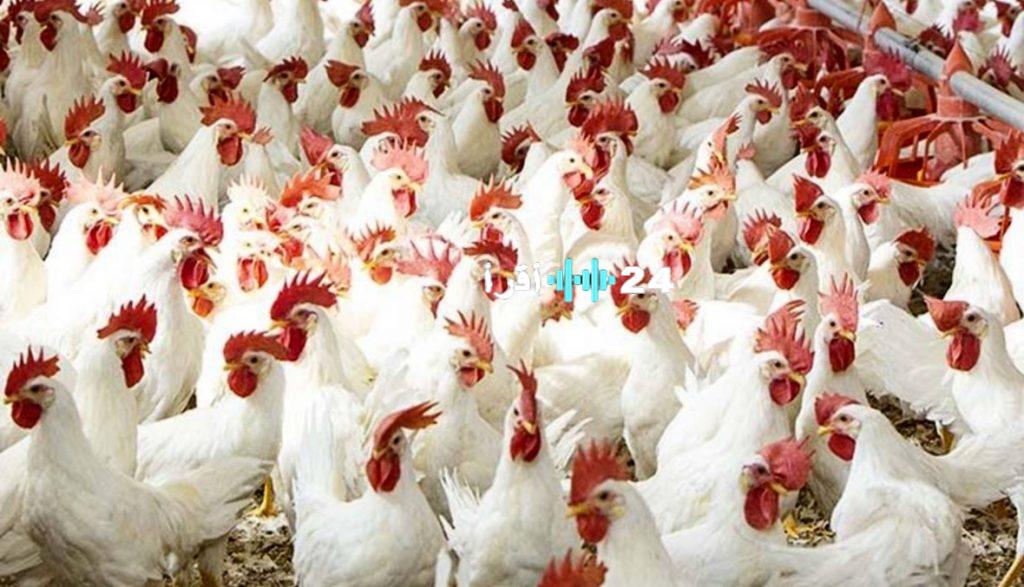 أسعار الدواجن تحافظ على استقرارها اليوم الإثنين 18 اغسطس بالأسواق والمحال التجارية
