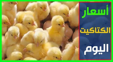 «ارتفاعات متتالية» أسعار الكتكوت الأبيض تواصل الصعود في الأسواق اليوم