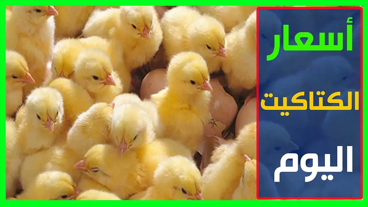 «ارتفاعات متتالية» أسعار الكتكوت الأبيض تواصل الصعود في الأسواق اليوم