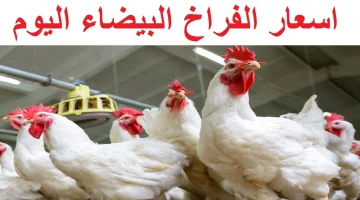 «صدمة في الأسواق» ارتفاع مفاجئ في أسعار الفراخ البيضاء اليوم بالبورصة والكيلو يسجل 74 جنيهاً