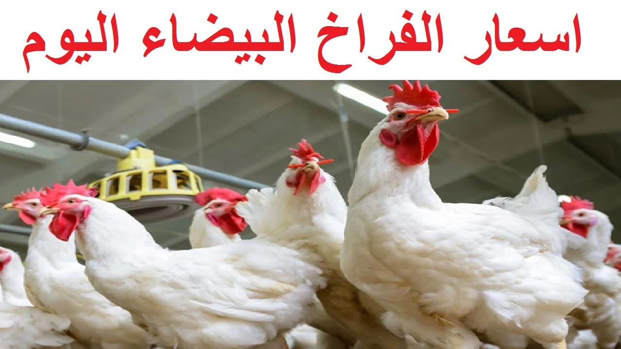 «صدمة في الأسواق» ارتفاع مفاجئ في أسعار الفراخ البيضاء اليوم بالبورصة والكيلو يسجل 74 جنيهاً