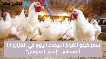 سعر الفراخ البيضاء اليوم في المزارع 11 أغسطس اغتنم عروض الدواجن