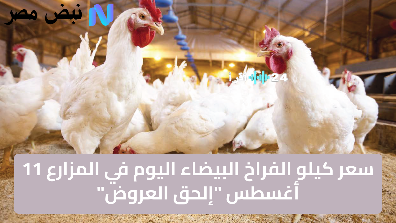 سعر الفراخ البيضاء اليوم في المزارع 11 أغسطس اغتنم عروض الدواجن