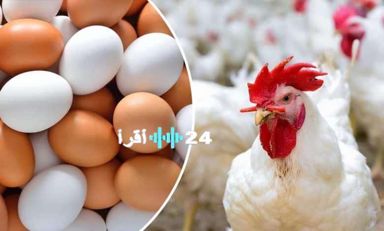 «توقعات متضاربة» أسعار الفراخ البيضاء والبيض في الأسواق المصرية الاثنين 25 أغسطس 2025