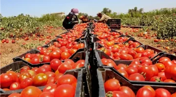 قلق في الأسواق ارتفاع أسعار المنتجين الزراعيين في الأردن بنسبة 4.8% خلال ثمانية أشهر