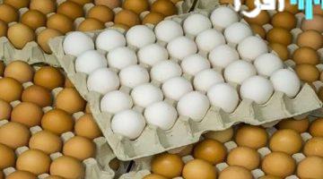 «صعود مفاجئ» البيض يحاكي الذهب ارتفاع جديد في سعر كرتونة البيض ببورصة الدواجن