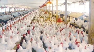 «تذبذب في الأسواق» أسعار الدواجن والبيض تشهد تغيرات اليوم السبت 13 سبتمبر 2025
