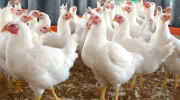 «تقلبات في السوق» أسعار الدواجن تشهد صعودًا وهبوطًا اليوم وارتفاع ملحوظ للفراخ البيضاء في الأسواق المحلية الثلاثاء 23 سبتمبر 2025