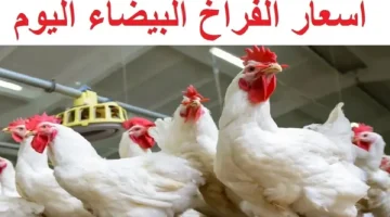 أسعار الدواجن اليوم في مصر تحديثات بورصة الفراخ البيضاء 7 سبتمبر 2025