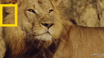 ناشيونال جيوغرافيك تردد 2025 نايل سات لمشاهدة الأفلام الوثائقية عن الطبيعة