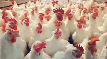«توازن في السوق» أسعار الدواجن والبيض تحافظ على استقرارها في السوق المحلي