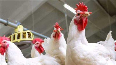 «.بوصلة الأسواق» مؤشر الفراخ البيضاء اليوم يكشف استقرارًا أم تغيرًا