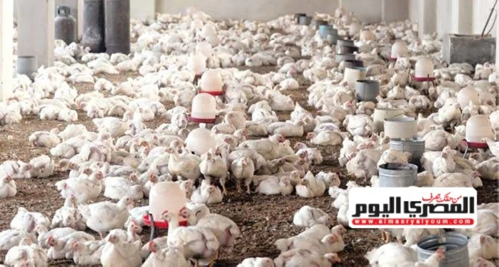 «مربو الدواجن يناشدون بخفض أسعار الكتاكيت والعلف لتحقيق التوازن في تكاليف الإنتاج»