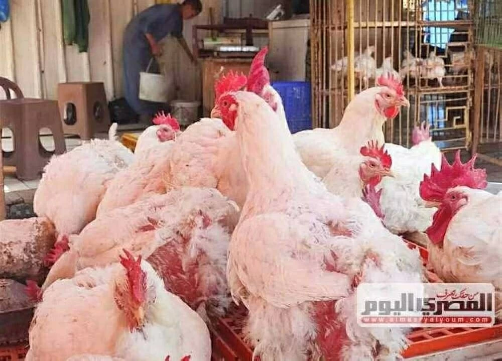 أسعار الدواجن وكرتونة البيض في أسواق وبورصة الشرقية اليوم الأحد 23 نوفمبر 2025