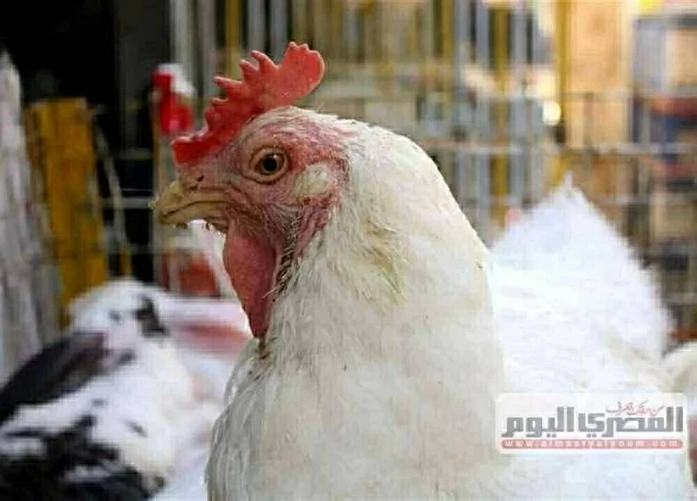 «تقرير مفصل» أسعار الدجاج في الأسواق المصرية اليوم الإثنين 24 نوفمبر 2025 آخر تحديثات بورصة الدواجن