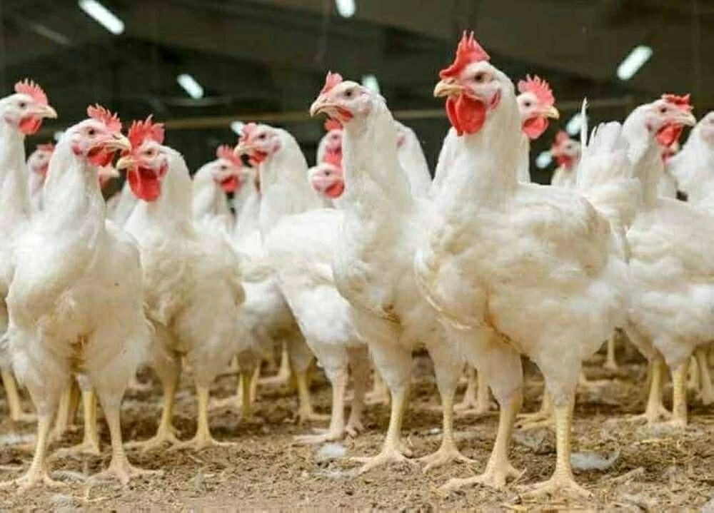 «تحديثات سوق الغذاء الطازجة.» ترقب الأسواق لأسعار الدواجن ومشتقاتها والبيض يوم الخميس 27 نوفمبر 2025