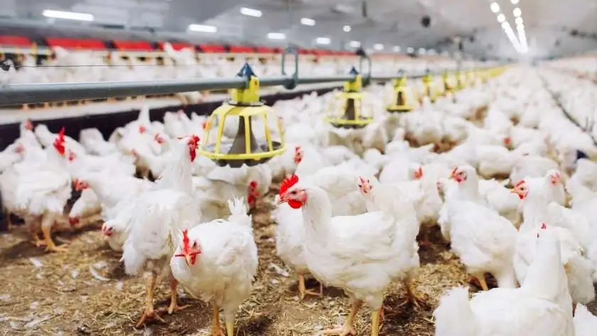 «أسعار الفراخ اليوم: 24 نوفمبر 2025 في الأسواق المصرية»