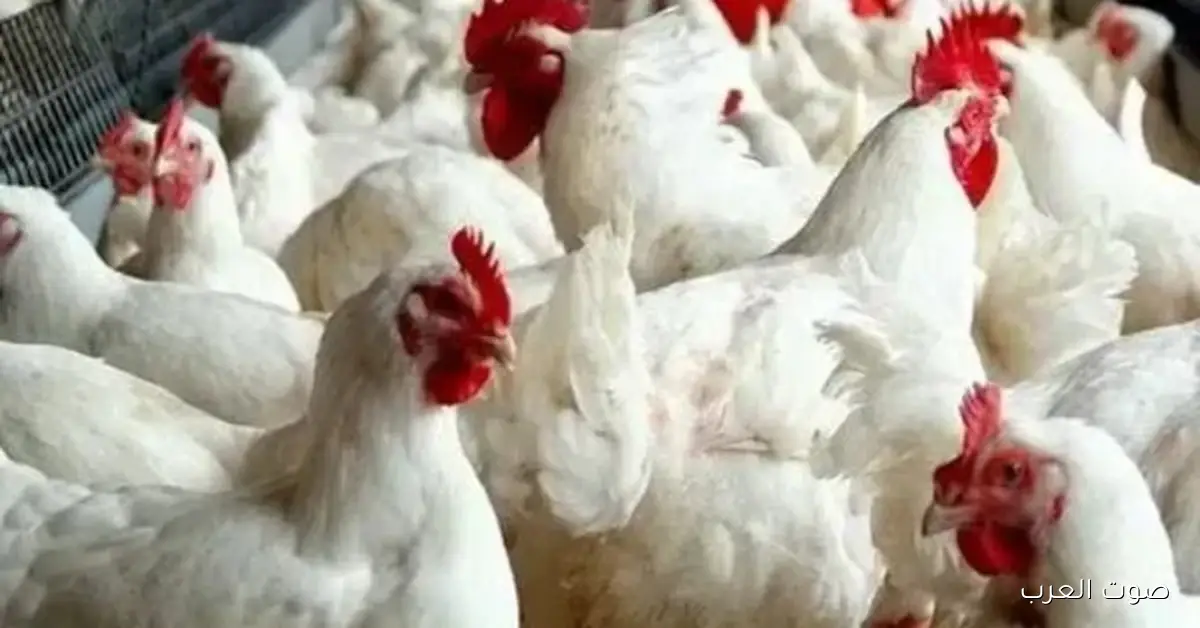 «توقعات بتماسك الأسعار» هدوء يسيطر على تداولات قطاع الدواجن ومنتجات البيض