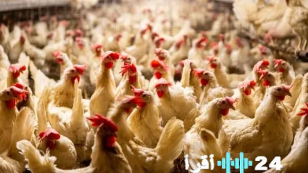 <p><strong>الوسطاء يلتهمون أرباح المربين رغم انهيار أسعار المزرعة</strong></p>