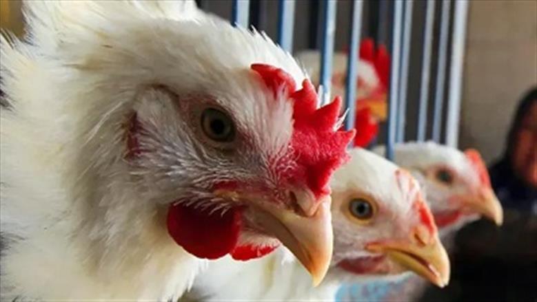 «ترقب وتحليل يومي» بورصة الدواجن البيضاء تكشف عن مستويات الأسعار الأحد 23 نوفمبر 2025