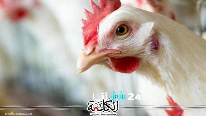 أسعار الدواجن والبيض في مصر اليوم الخميس تتابع متغيرات السوق الاقتصادية والتكنولوجية