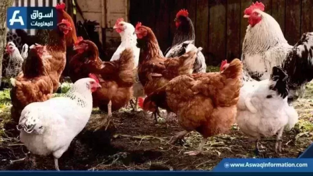 «تحديثات حصرية» تقرير مفصل حول أسعار الدواجن البيضاء بالمزرعة ومؤشرات السلع في مستهل تعاملات الأحد