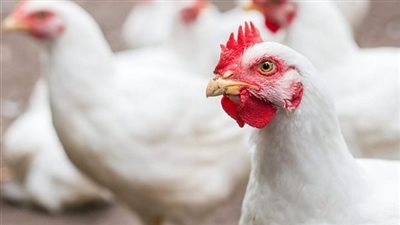«مستقبل الصناعة على المحك» هبوط أسعار الدواجن يؤرق المربين ويثير مخاوف من انهيار وشيك