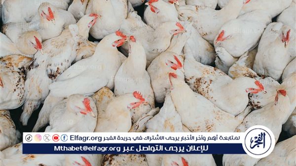 «تحولات مفاجئة» بني سويف ترصد انهيارًا تاريخيًا بأسعار الدواجن الأربعاء 26 نوفمبر 2025