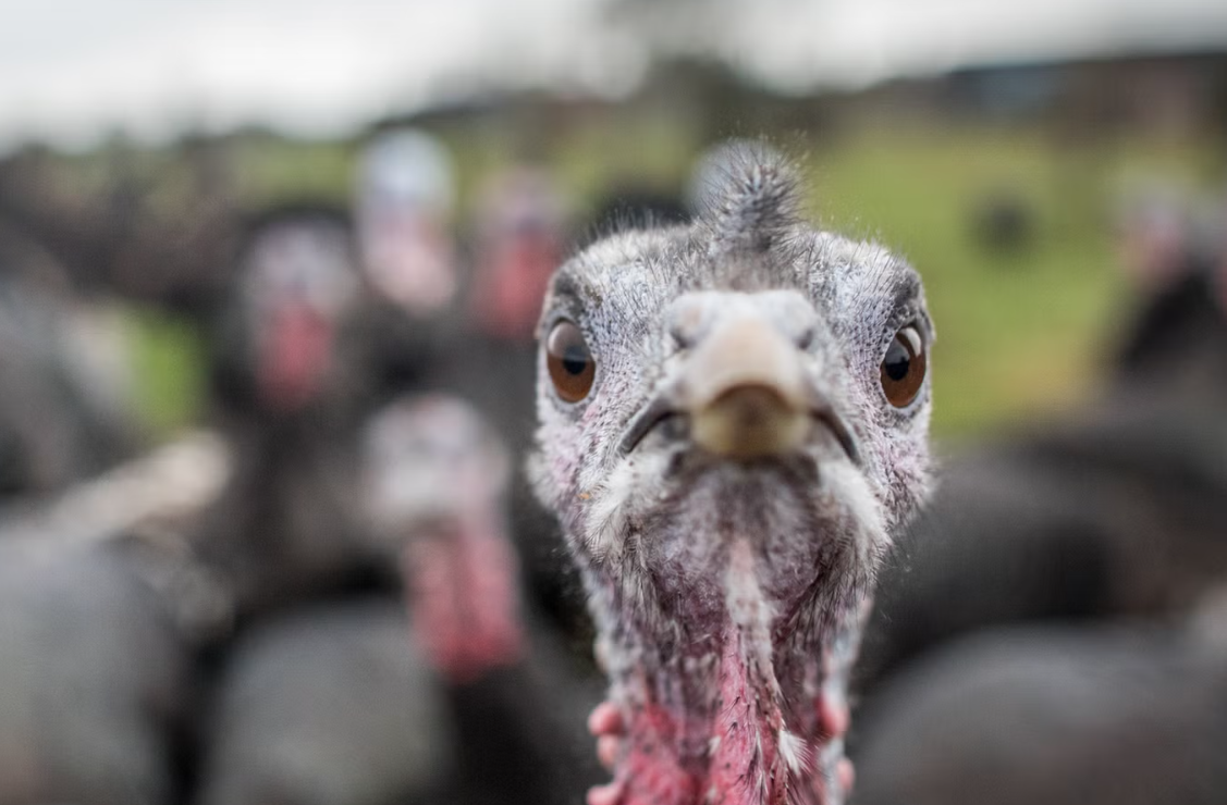 مخاوف من أزمة في إمدادات الديك الرومي في بريطانيا