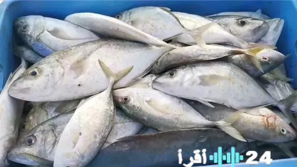 «تحديث يومي» أسعار السمك في الأسواق المصرية الاثنين 24 نوفمبر 2025