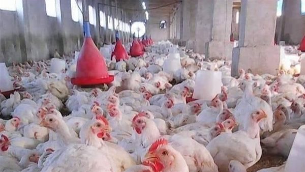 «دليلك الكامل لأسعار الدواجن اليوم» تحديث يومي شامل لأسعار الفراخ بمختلف أصنافها في الأسواق المصرية