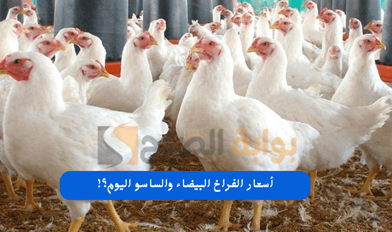 «تغطية اقتصادية» تراجع حاد يضرب أسعار الفراخ والبط والكتاكيت من المزرعة وإلى يد المستهلك الأربعاء 26 نوفمبر 2025