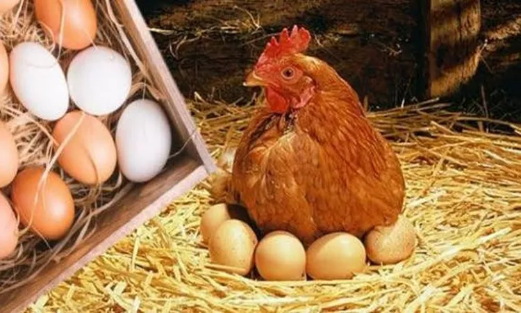 «حكاية الأسعار: رئيس شعبة الدواجن يكشف دور الحلقات الوسيطة في تأخير انخفاض الأسعار للمواطن»