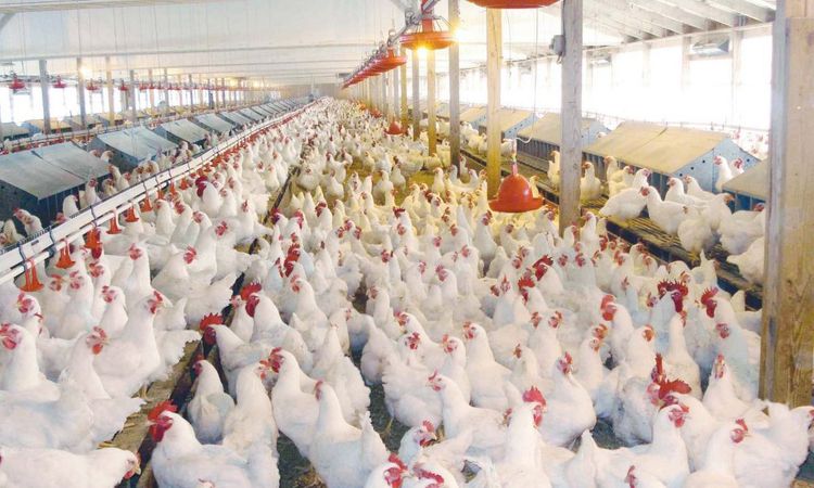 «ارتفاع أسعار الدواجن والبيض في الأسواق المحلية اليوم السبت 22 نوفمبر 2025»