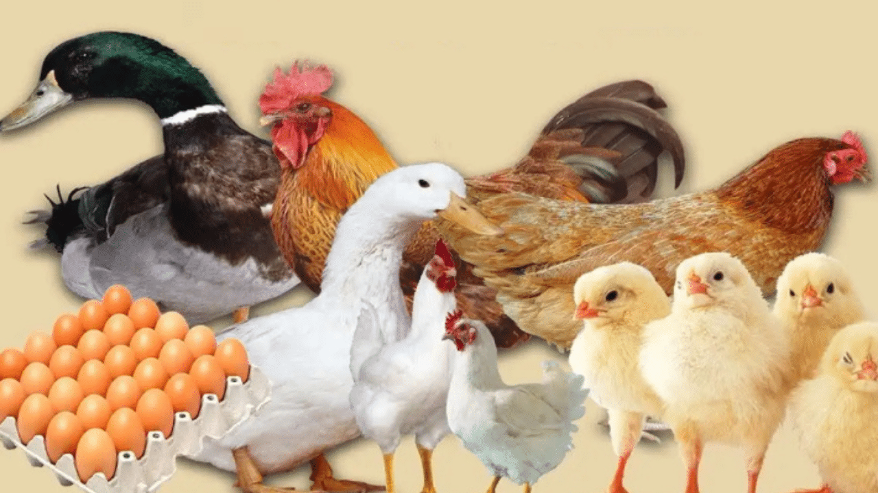 أسعار الفراخ بمختلف أنواعها والبيض للمستهلك اليوم الأحد 23 نوفمبر