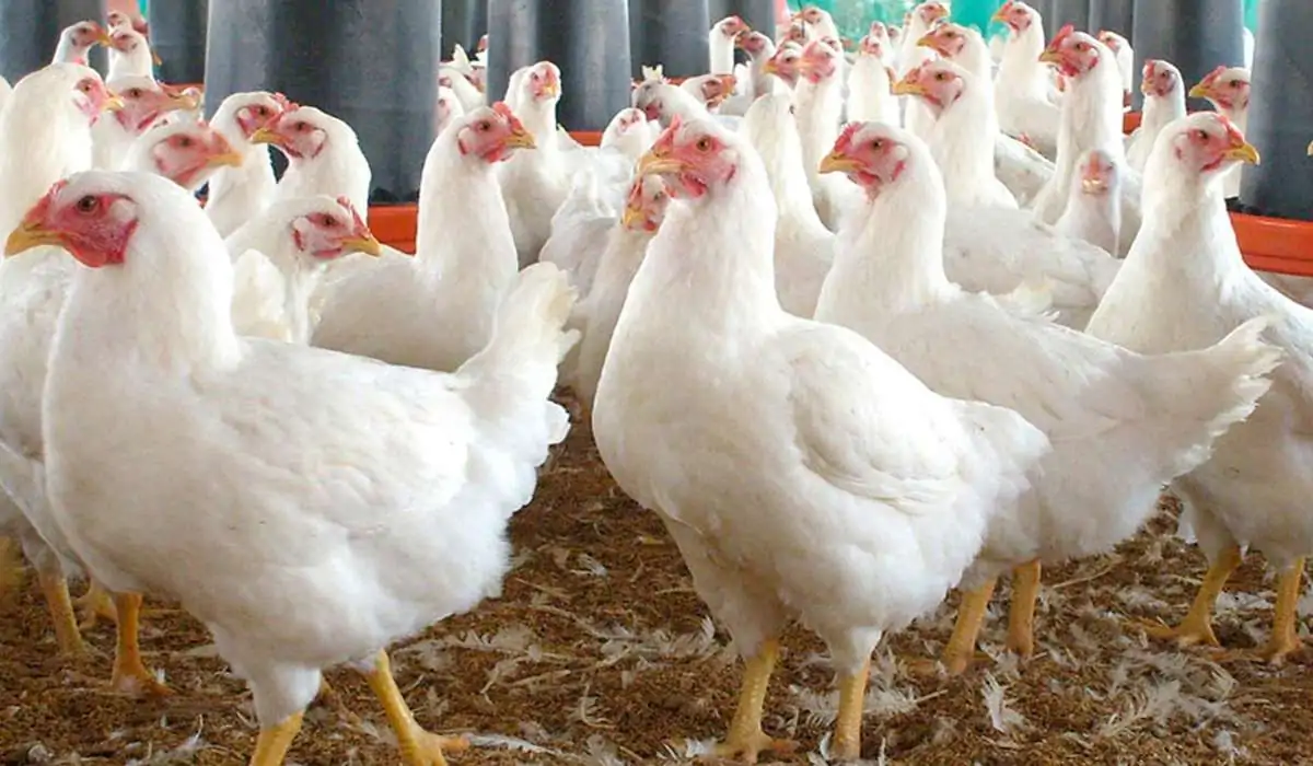 أسعار الدواجن والبيض في بورصة اليوم الأربعاء 26 نوفمبر 2025