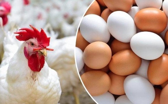 أسعار الدواجن والبيض في الأسواق اليوم الأربعاء 26 نوفمبر 2025