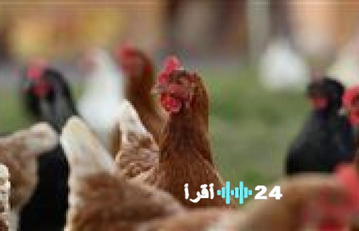«مؤشر المستهلك» تطورات أسعار الدواجن والبيض ترسم خارطة السوق ليوم الخميس 27 نوفمبر