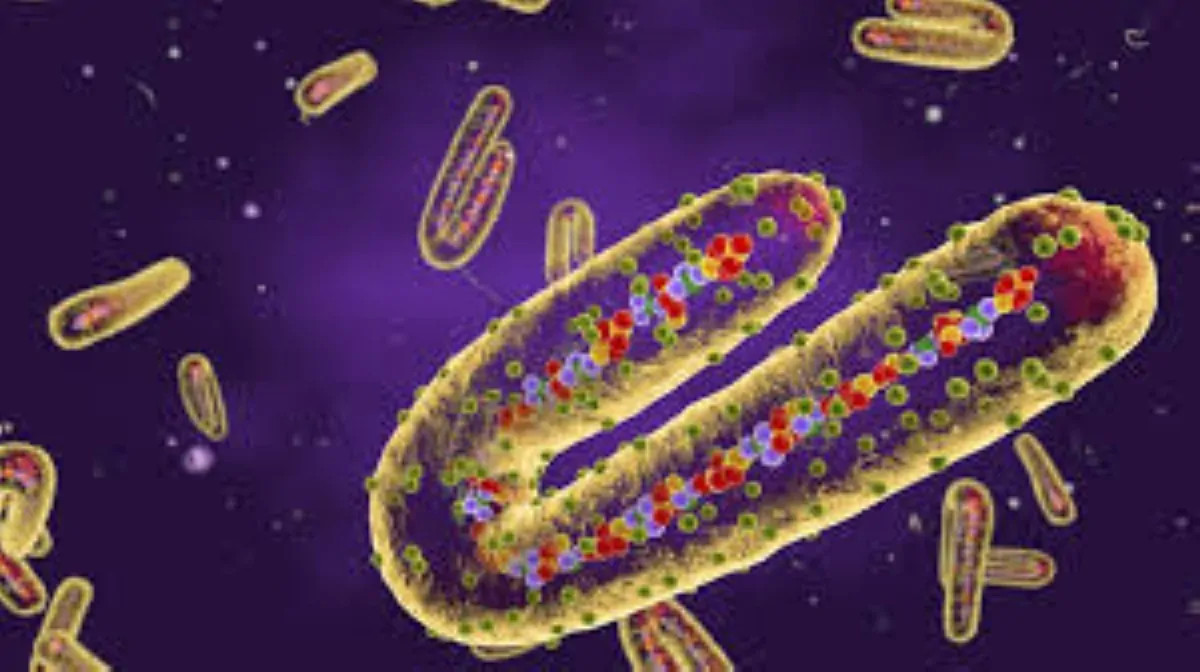 «فيروس ماربورغ: كل ما يجب أن تعرفه بعد ظهوره في إثيوبيا ووفاة عدد من الأشخاص»
