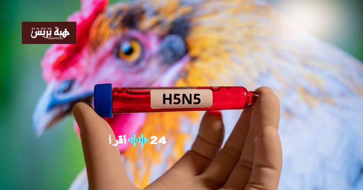 تسجيل أول حالة إصابة بشرية بسلالة H5N5 من إنفلونزا الطيور في الولايات المتحدة