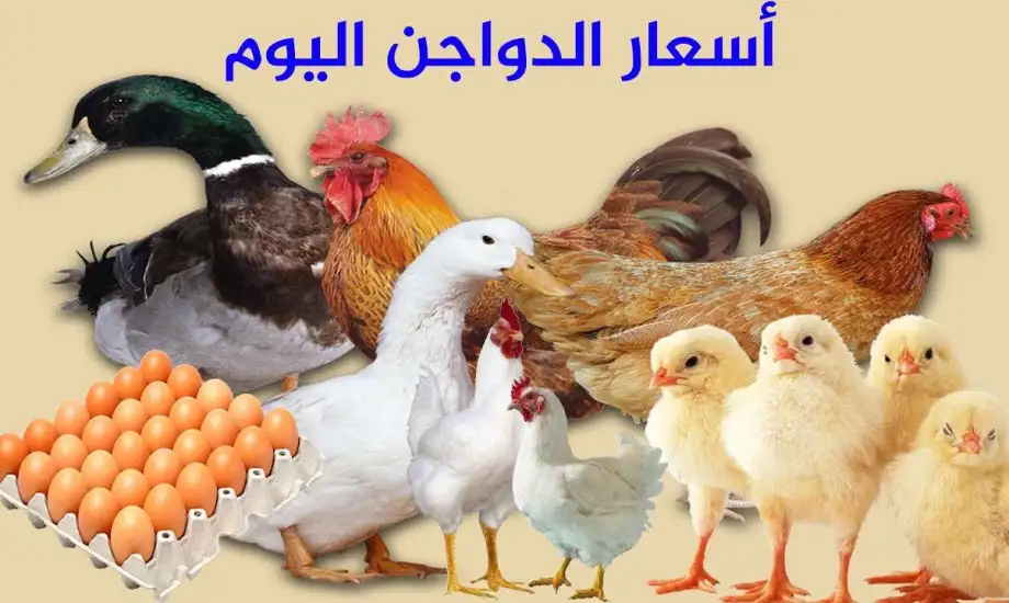 تراجع أسعار الدواجن في مصر اليوم 26 نوفمبر 2025