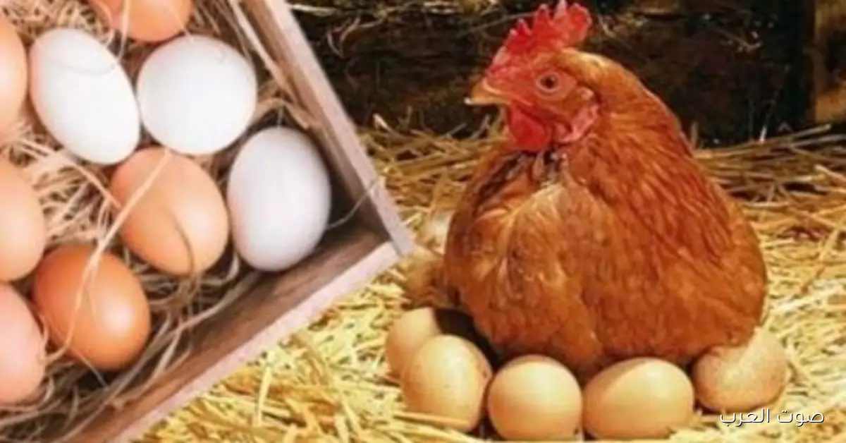 «فرصة ذهبية» ميزانيات الأسر تتنفس الصعداء مع هبوط كبير بأسعار الدواجن والبانيه اليوم الإثنين