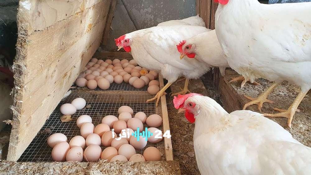 «أسعار الدواجن والبيض تصعد في الأسواق اليوم الجمعة 28 نوفمبر 2025»