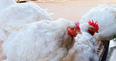 استقرار أسعار الفراخ البيضاء عند 75 جنيها للكيلو في سوهاج