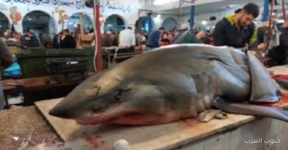 «من هيبة المفترس إلى فريسة ثمينة». القرش التونسي بين إغراء الثروة وخطر الاندثار