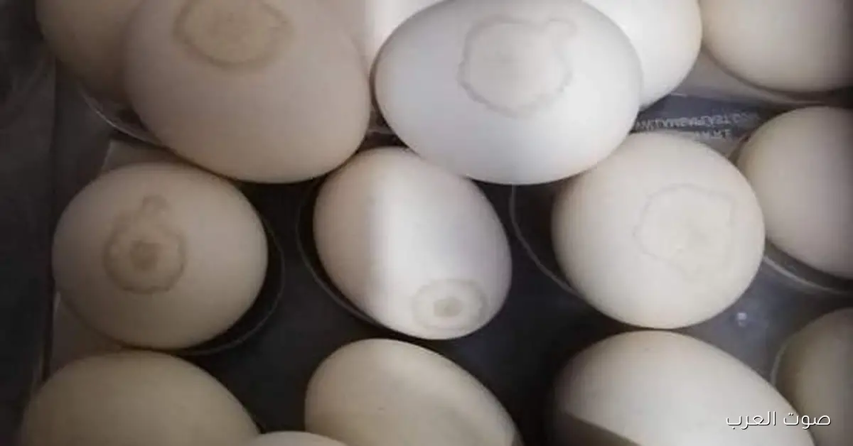 «تحول غير متوقع في أسواق الدواجن» تراجعات كبرى تشهدها أسعار الفراخ اليوم الخميس ومائدة البانيه باتت في متناول اليد