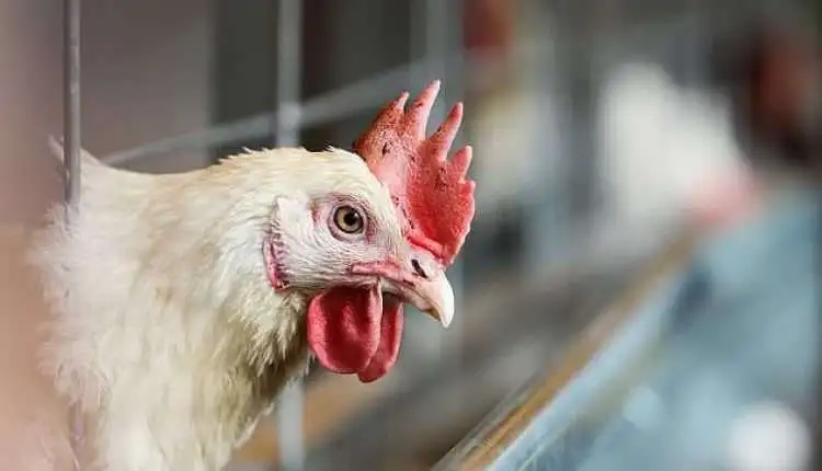 «حلقات مفقودة تعيق شعور المواطنين بانخفاض الأسعار»