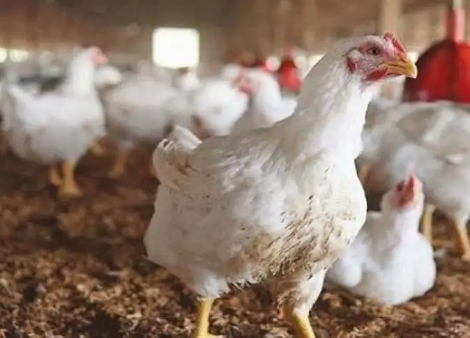 «أسعار الفراخ والبيض تسجل ارتفاعًا ملحوظًا اليوم الأربعاء 26 نوفمبر 2025»